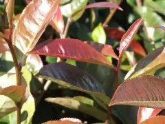 紫芽茶砖