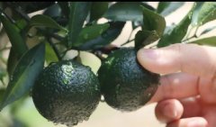 云话茶事 | 小青柑的制作工艺揭秘，干货满满