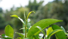 云话茶事| 谷花香，茶客心中的 “秋日香魂”