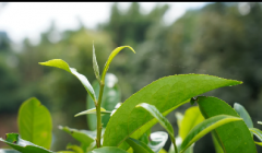 云话茶事| 谷花香，茶客心中的 “秋日香魂”